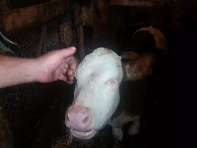vaca fara ochi 1