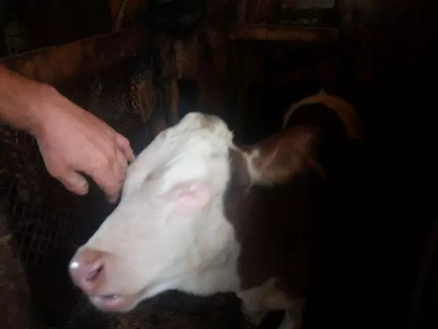 vaca fara ochi 2