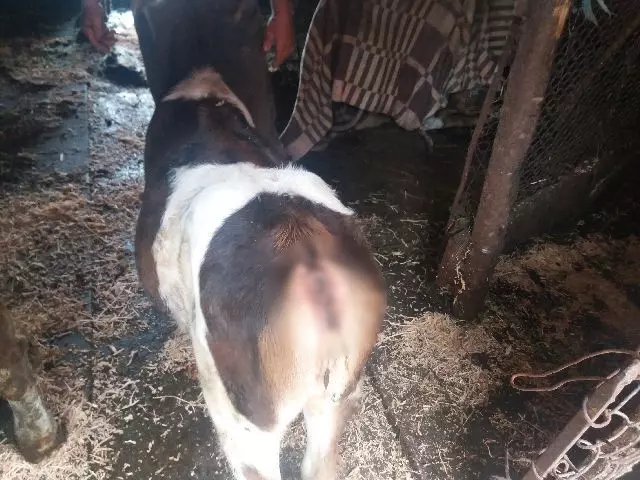 vaca fara ochi 3
