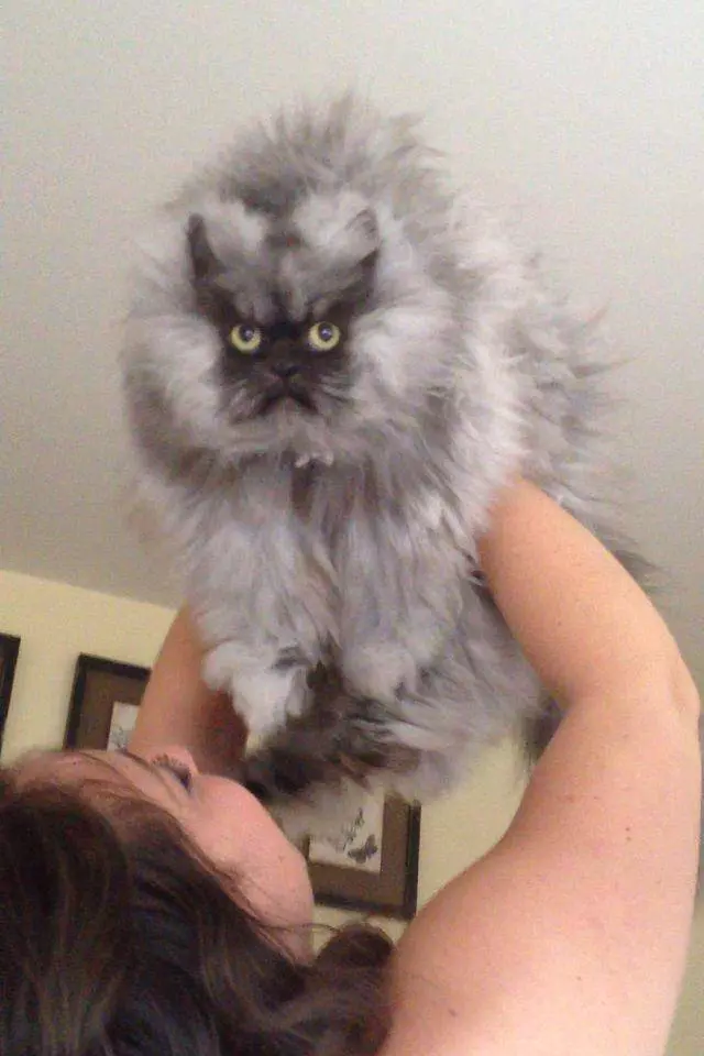 colonel-miau7_6c36f15cd7.jpg