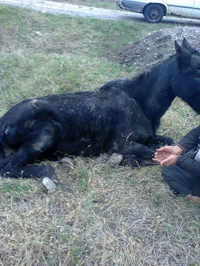 cal batut abandonat drum _n (4)