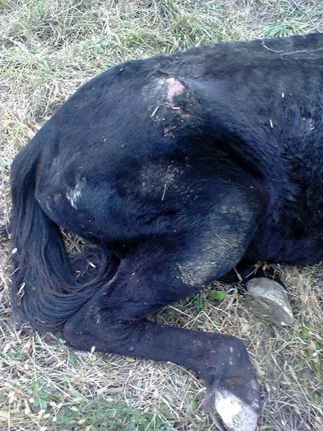 cal batut abandonat drum _n (5)