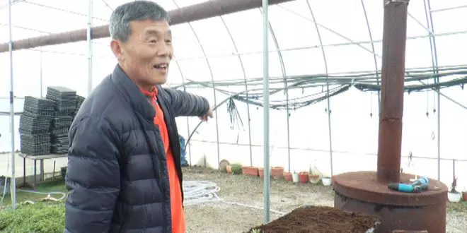 Legumele coreene care cresc în Prahova