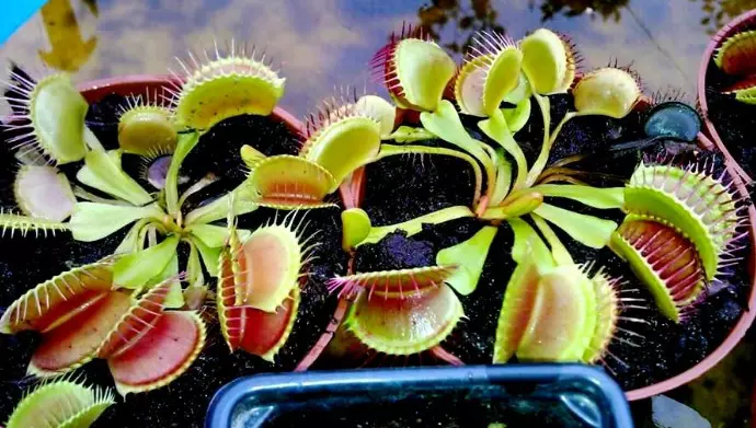 plante7