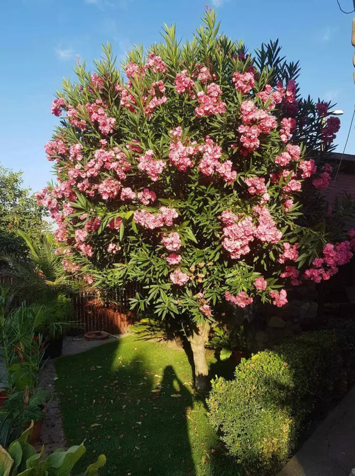 b1c3c099-7a27-4764-9794-1b8da03c5bff-696x933-1