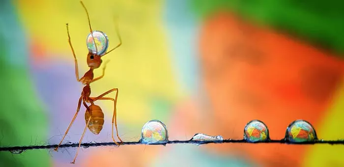Ant balancing the earth by Analiza De Guzman