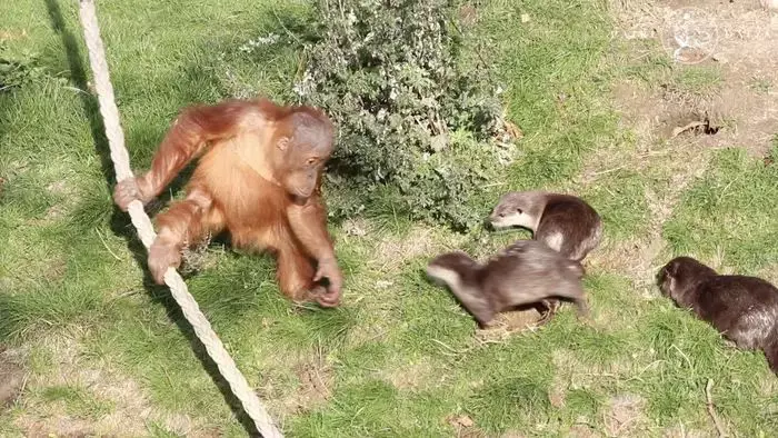 Puiul Berani și familia de vidre