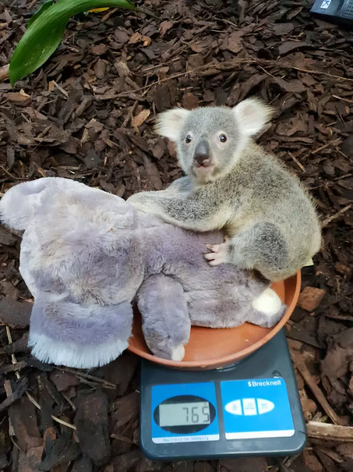 animals-being-weighted-5ee9c8f14d8ee__700 (2)