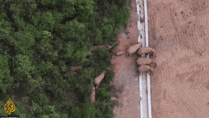 Screenshot 2021-08-10 at 16-44-43 China transfixed by elephants long trek from Yunnan home