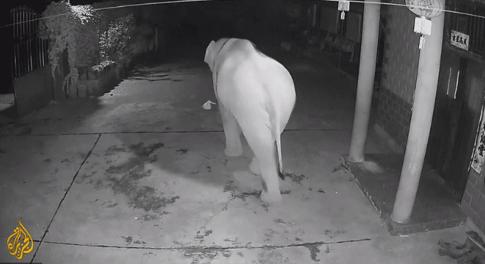 Screenshot 2021-08-10 at 16-45-02 China transfixed by elephants long trek from Yunnan home