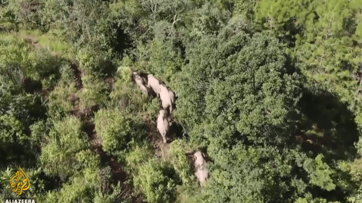 Screenshot 2021-08-10 at 16-45-13 China transfixed by elephants long trek from Yunnan home