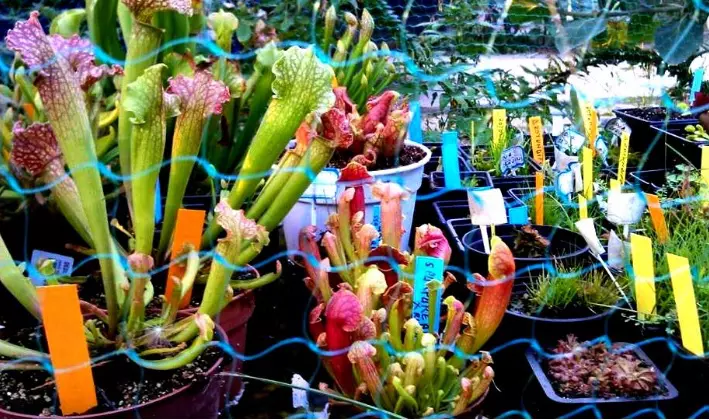 plante6