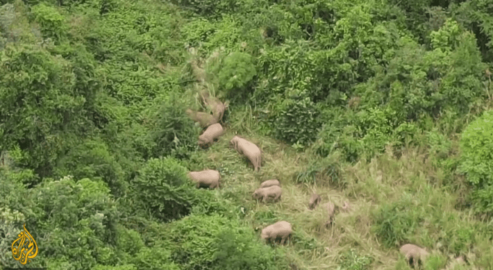Screenshot 2021-08-10 at 16-45-21 China transfixed by elephants long trek from Yunnan home