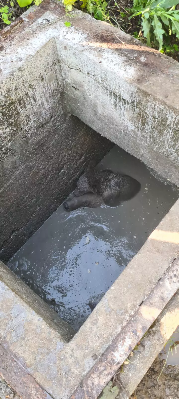 ursoaica-pui-sinaia-fosa-septica-4