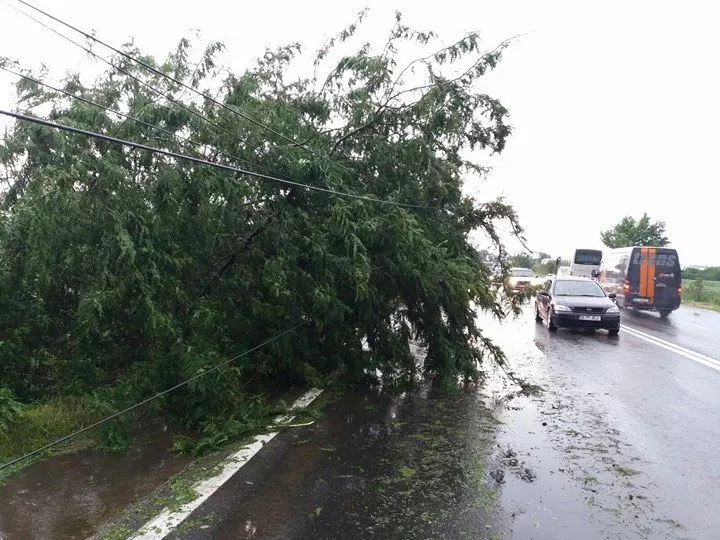 copaci si ploaie pe DN6 (2)