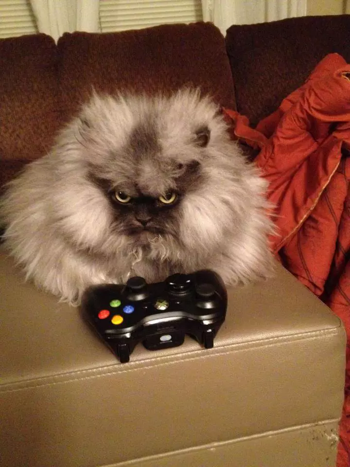 colonel-miau4_690df59453.jpg