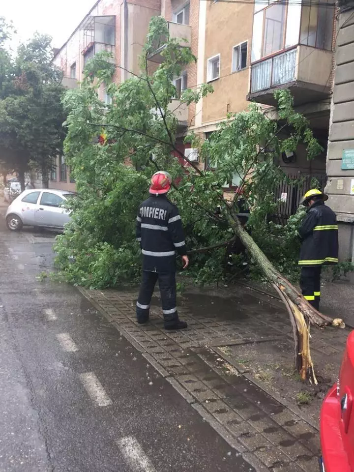 copaci cazuti Arad-furtuna4