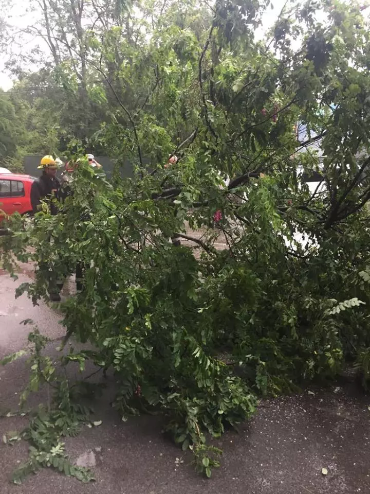 copaci cazuti Arad-furtuna5