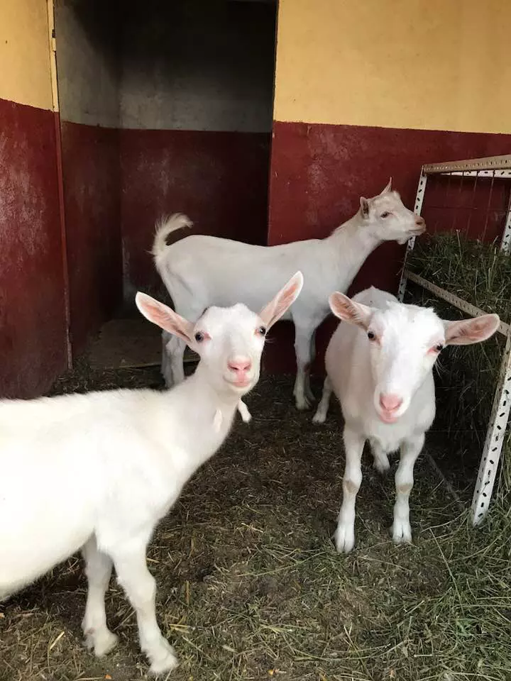 marga, reta, cristi