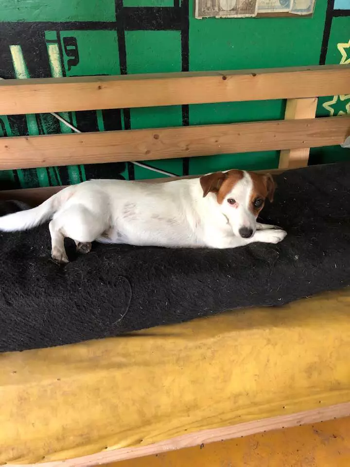 Puky, o mica phirania