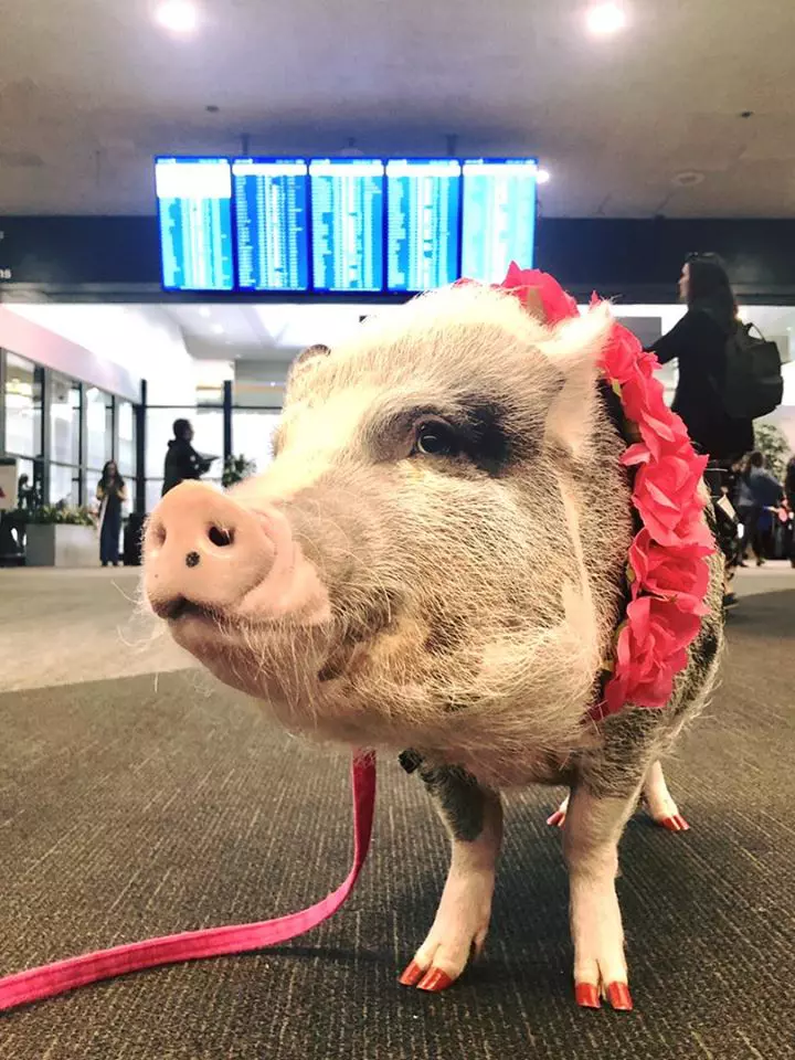 Aeroportul din San Francisco și-a luat un porc de terapie. Care e motivul