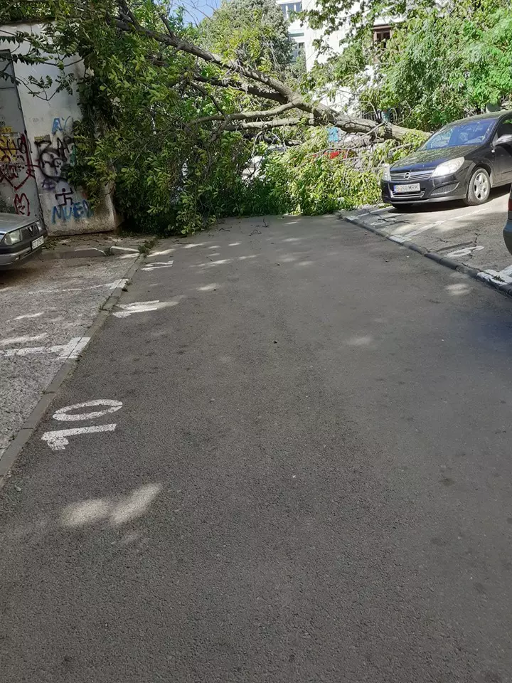 copac-cazut-sector-4 3