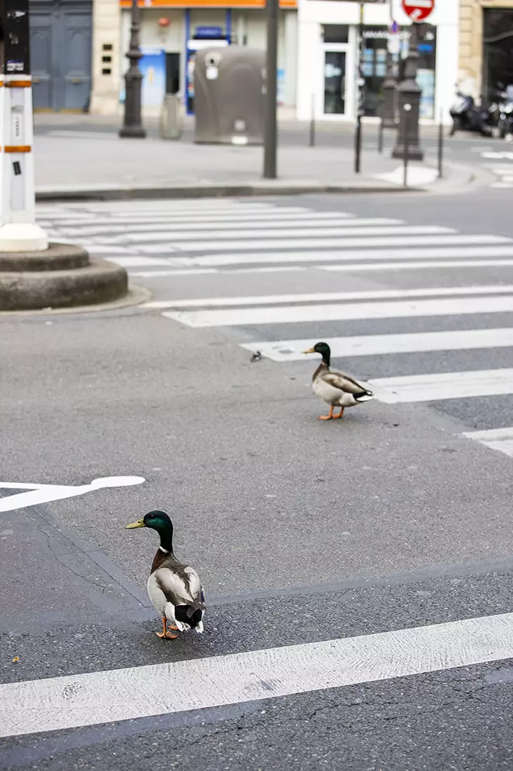 Raţele se plimbă pe străzile din Paris Foto: Hepta
