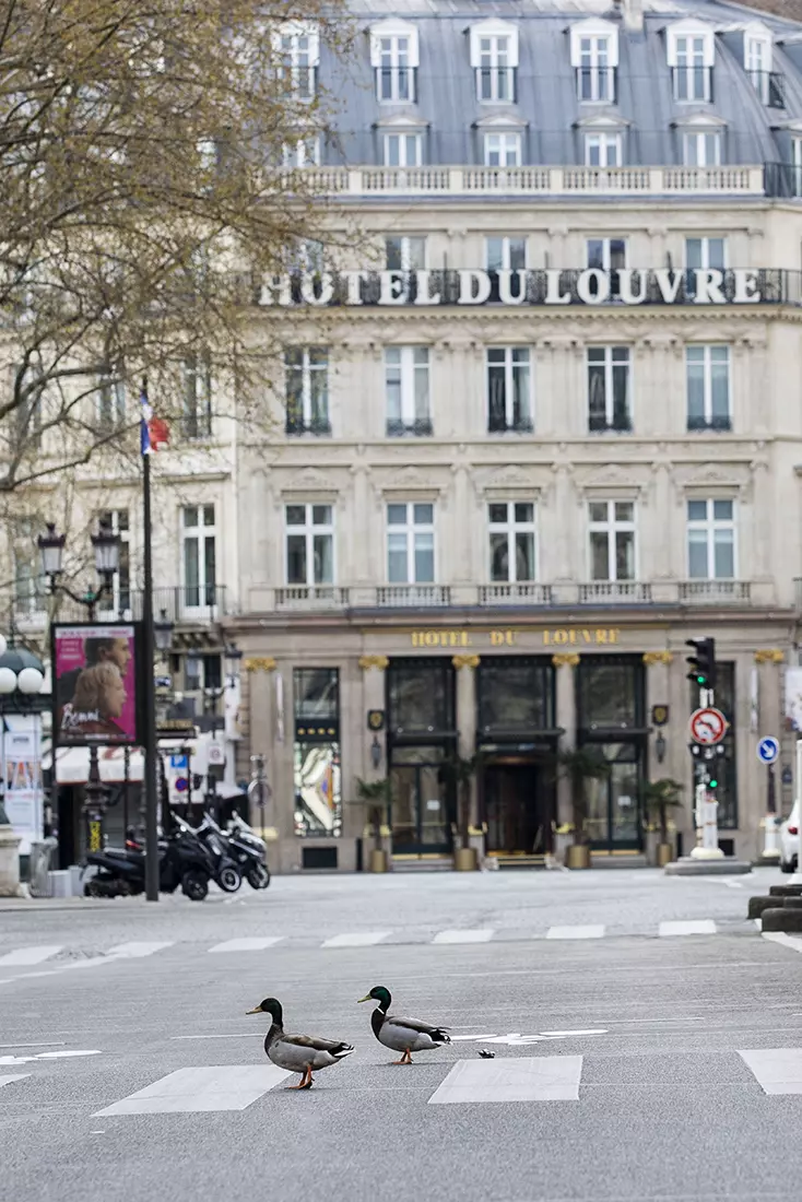 Raţele se plimbă pe străzile din Paris Foto: Hepta