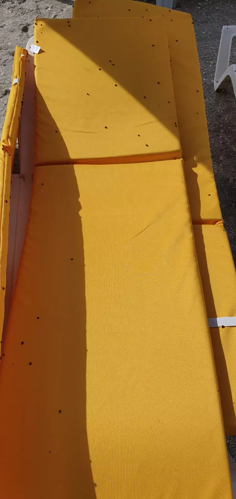 buburuze_litoral_mamaia___1 (10)