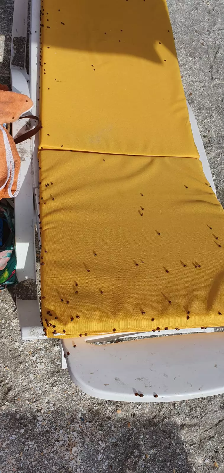 buburuze_litoral_mamaia___1 (11)