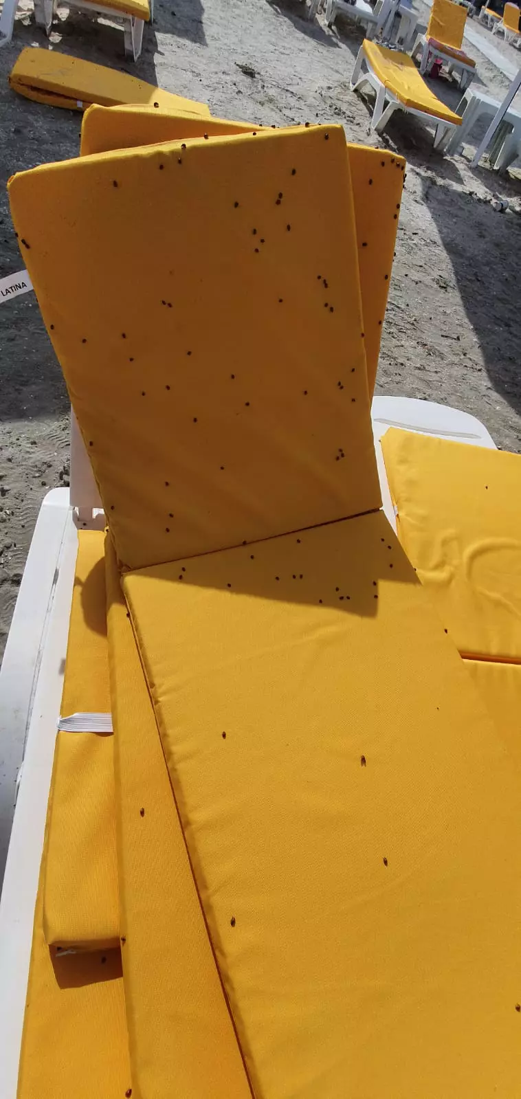 buburuze_litoral_mamaia___1 (1)