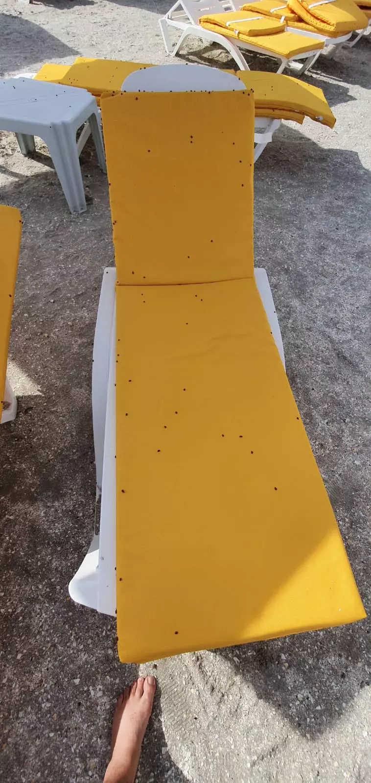 buburuze_litoral_mamaia___1 (13)