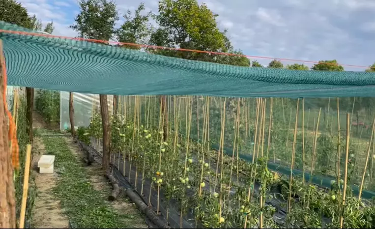 dana nalbaru gradina 7