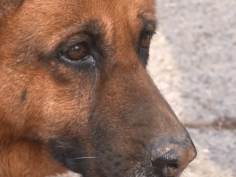 vlcsnap-1279-03-03-16h26m45s122