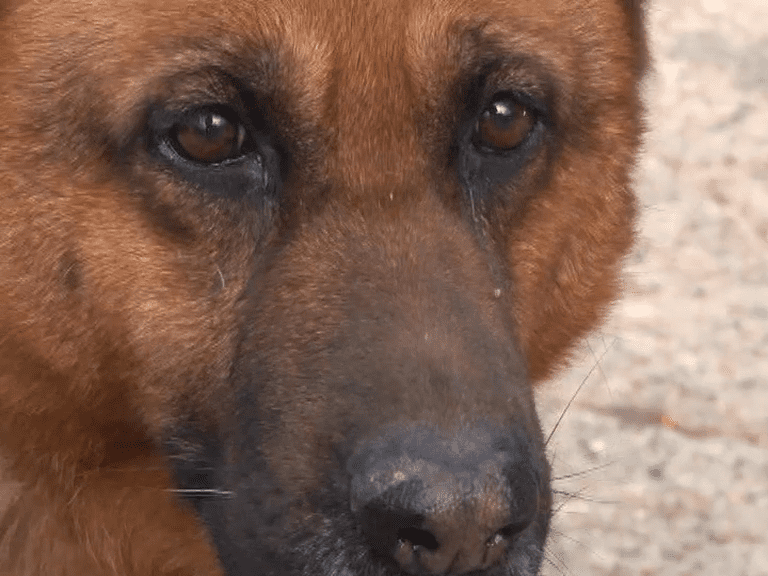 vlcsnap-3740-03-10-04h55m15s342