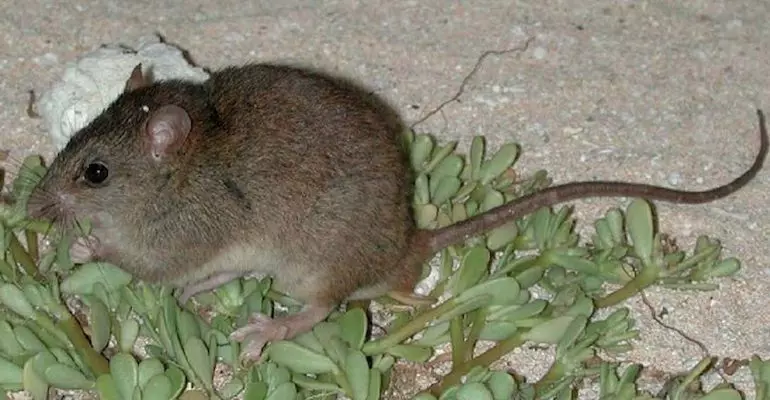 Bramble-cay-melomys State of Queensland