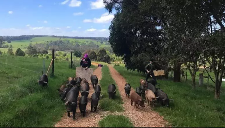 Tammi Jonas-Facebook-porci