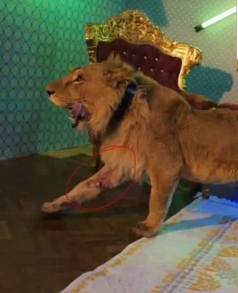 Manelistul Dani Mocanu a filmat un videoclip cu un leu rănit