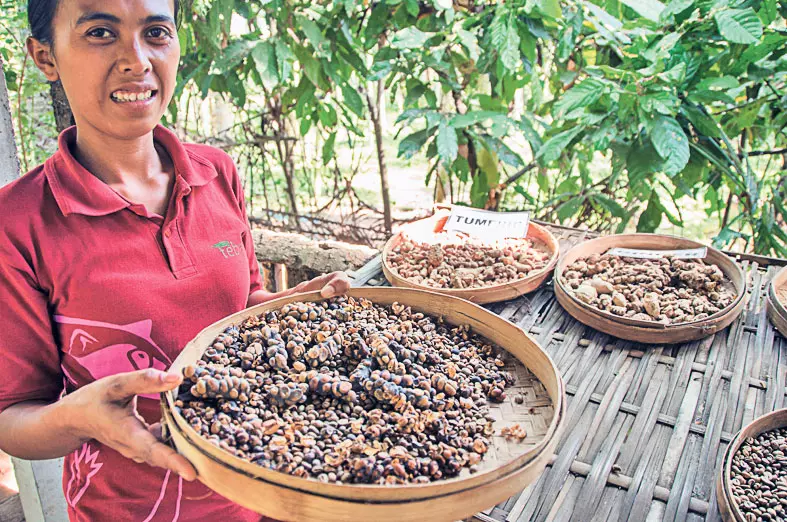 14-kopi-luwak.jpg