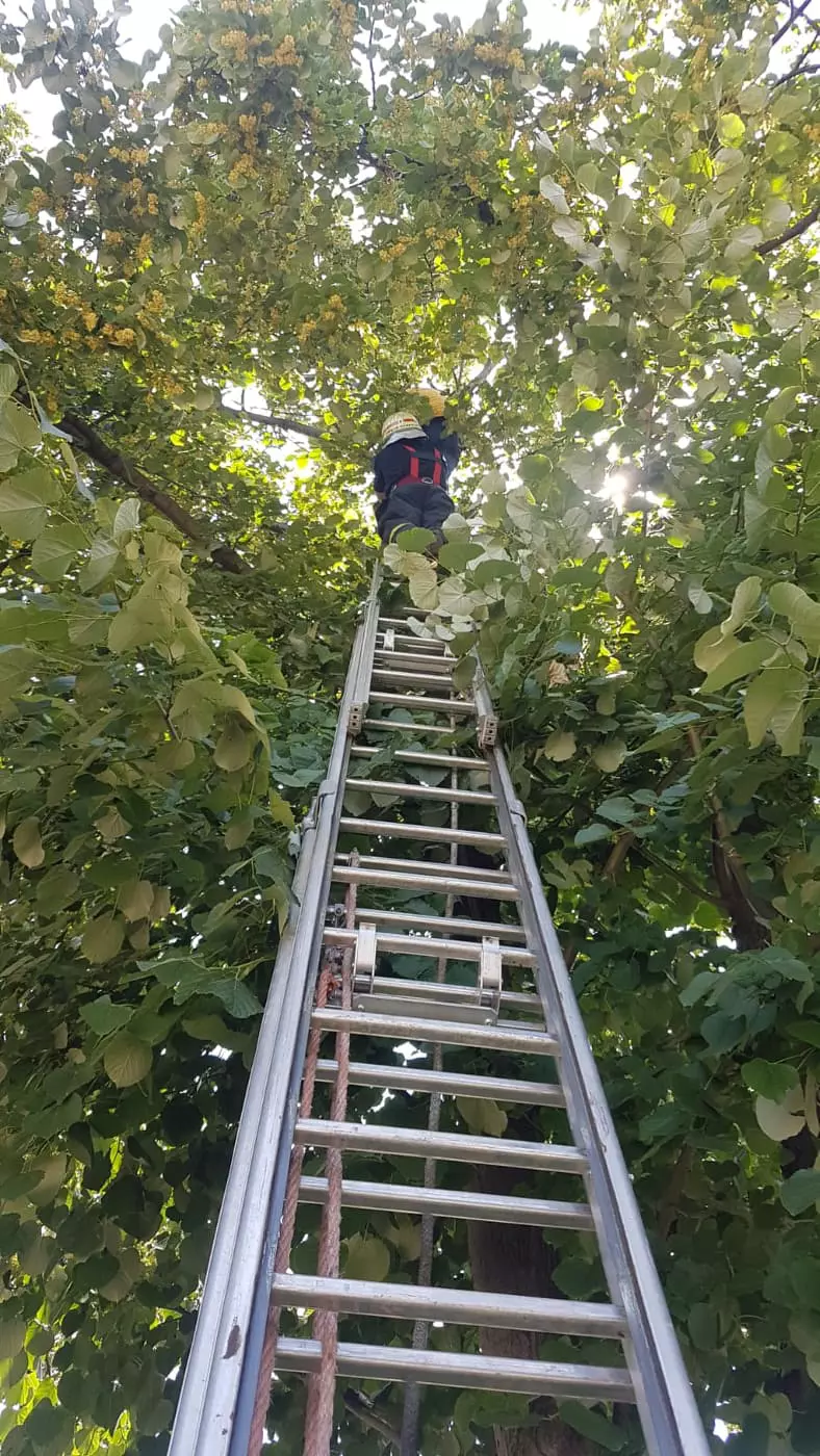 POZE TEI Sursa ISU (2)