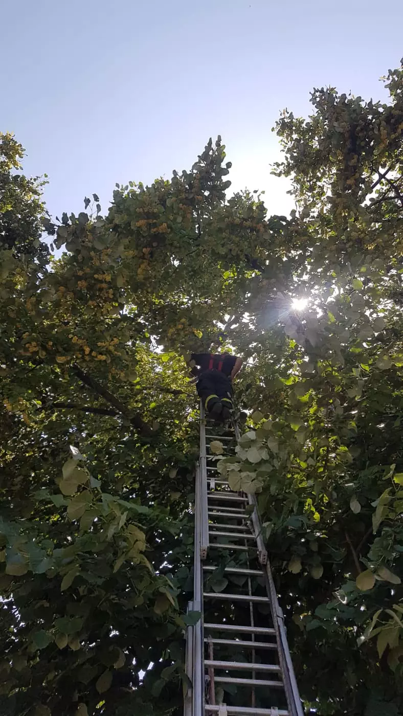 POZE TEI Sursa ISU (3)