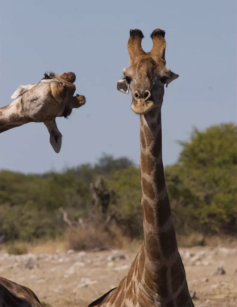 Comedy Wildlife Photography Awards 2020