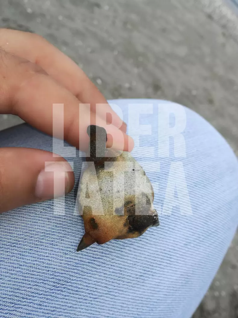 glont plaja constanta 1