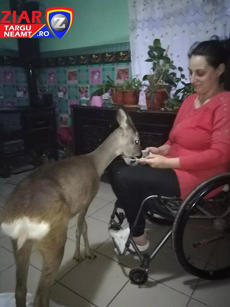 pui caprioara adoptat2