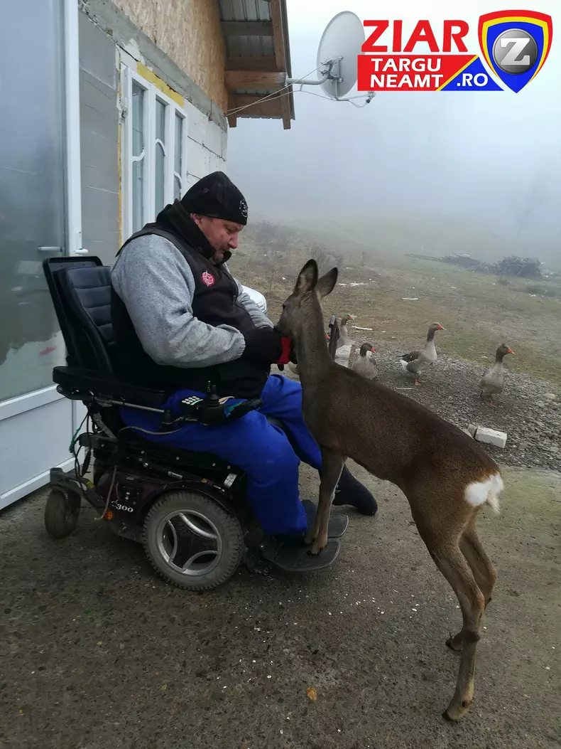 pui caprioara adoptatmain