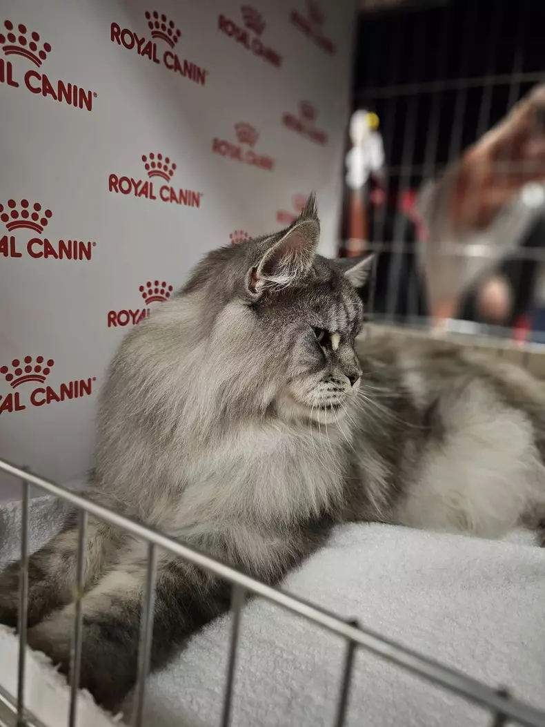 39374269526013741500273545693175695700025011n