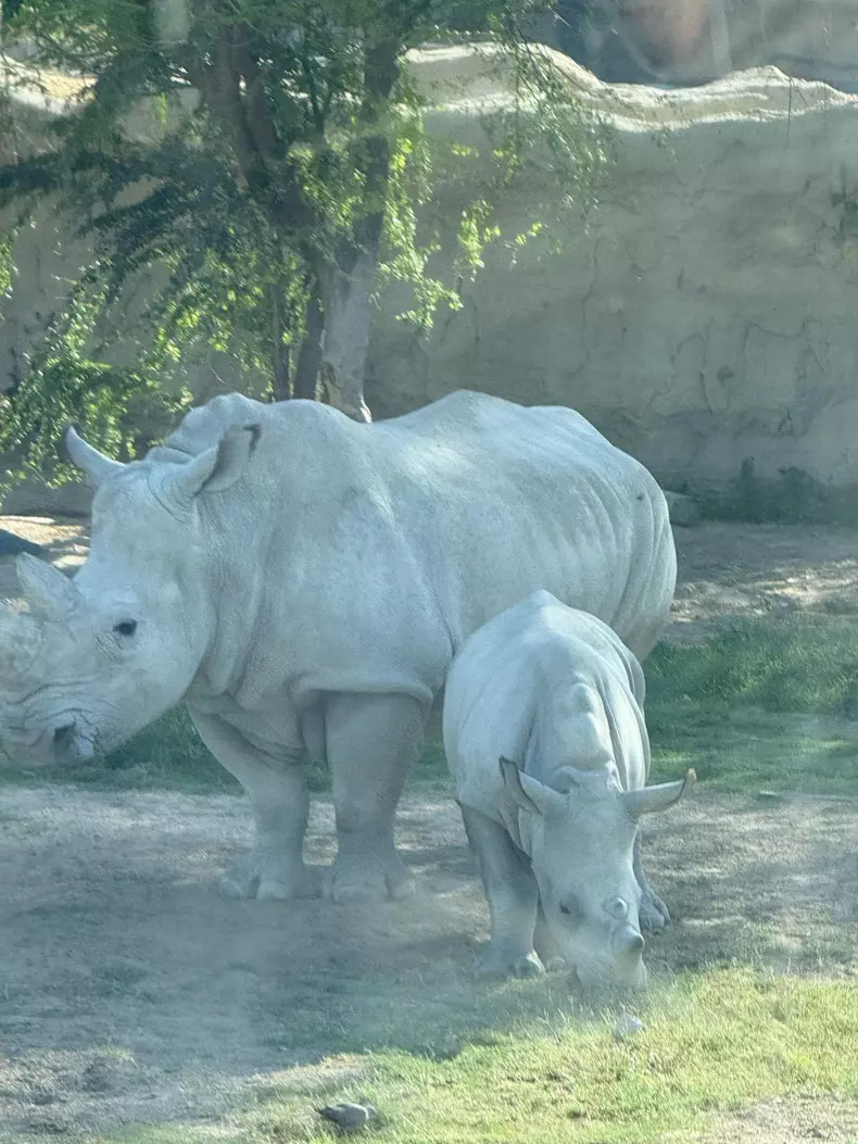 Cristian Popescu Piedone vacanta dubai 4