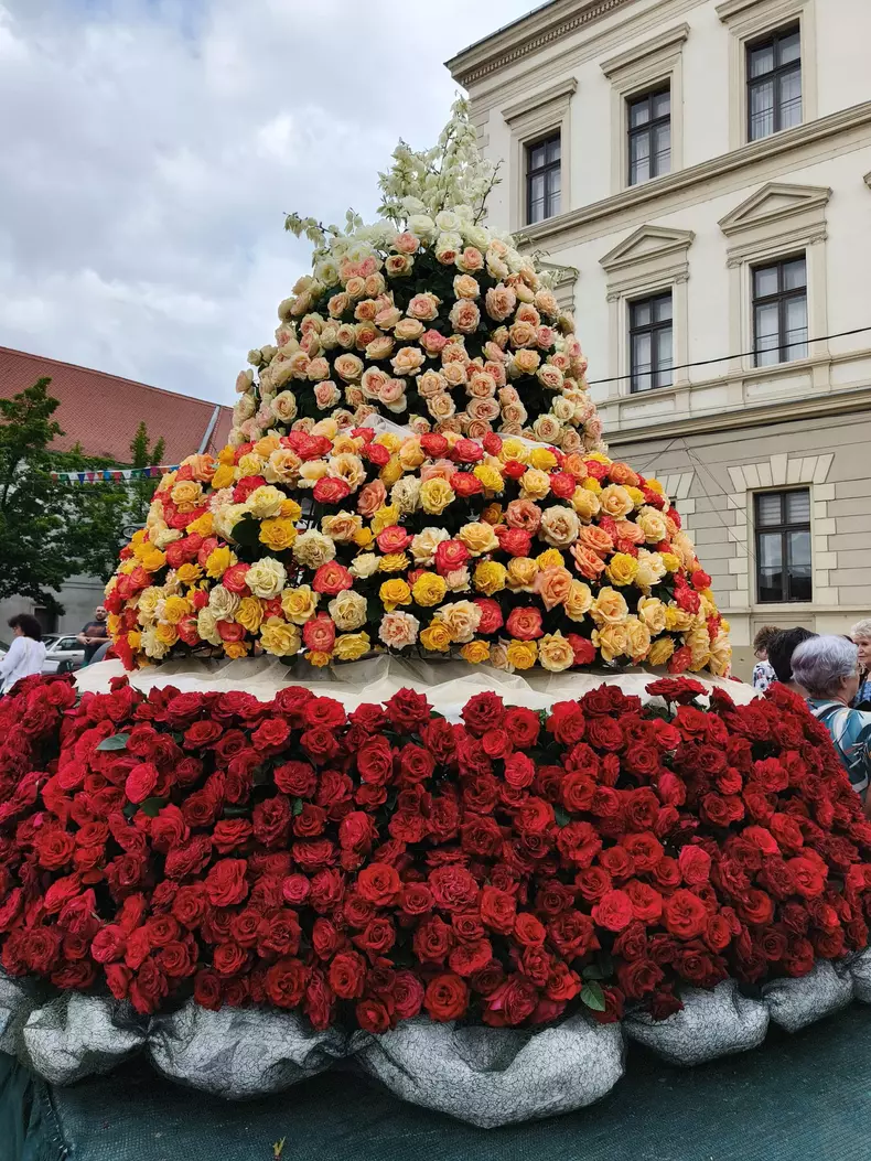 ciumbrud trandafiri4