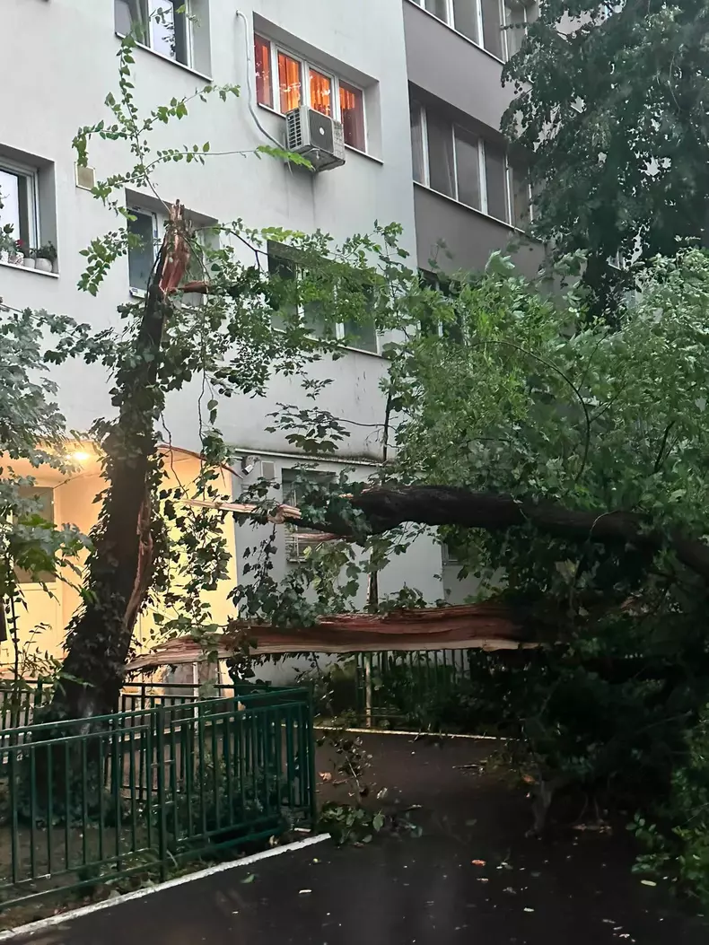 Copaci căzuți în București, blvd Timișoara, mall plaza (1)