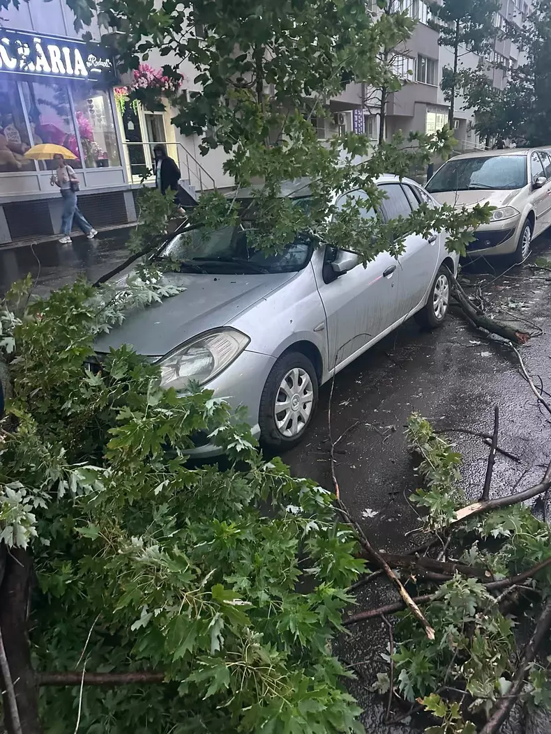 Copaci căzuți în București, blvd Timișoara, mall plaza (4)